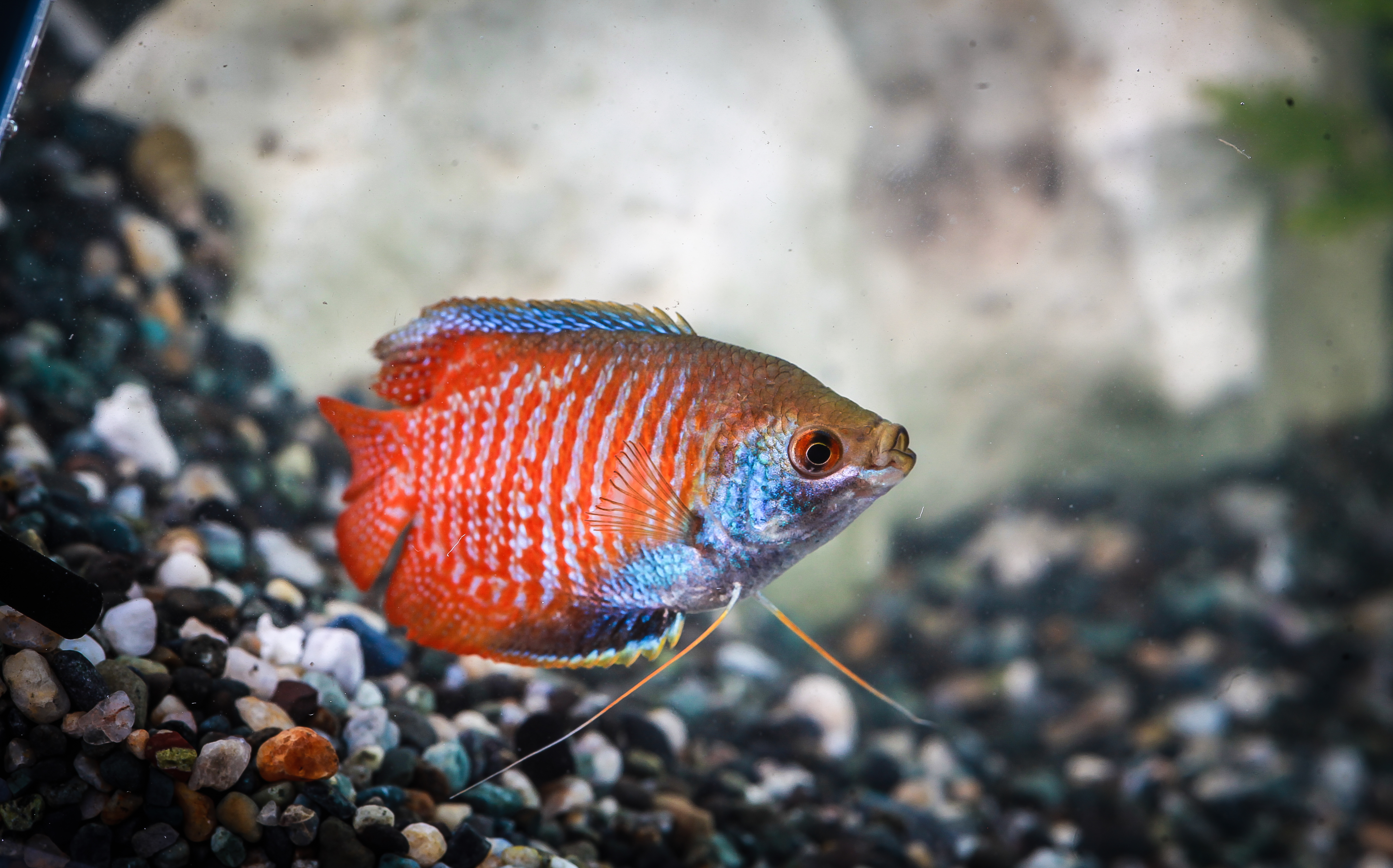 네온드워프구라미