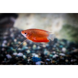 레드허니구라미