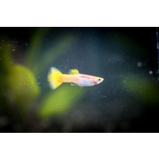 골든플래티늄구피