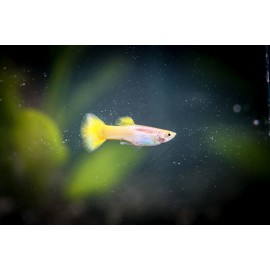 골든플래티늄구피