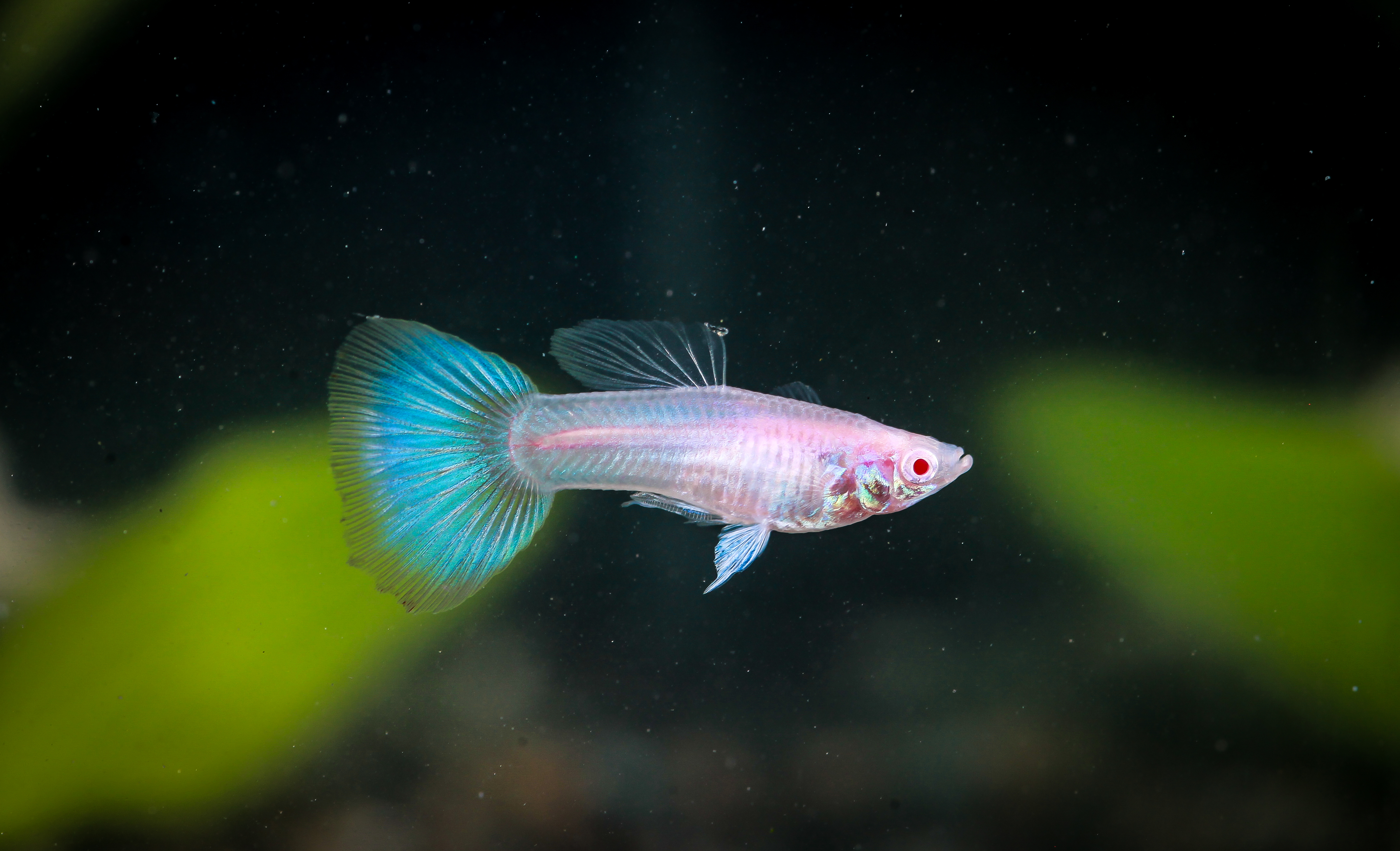 네온슈퍼화이트구피