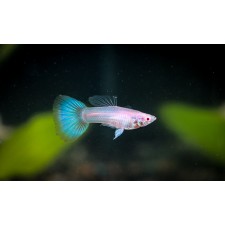 네온슈퍼화이트구피