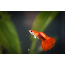 레드턱시도구피