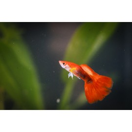 레드턱시도구피