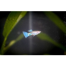 블루글라스구피