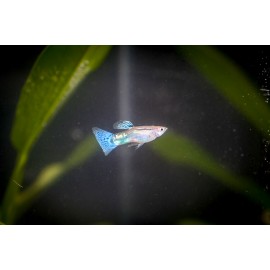 블루글라스구피