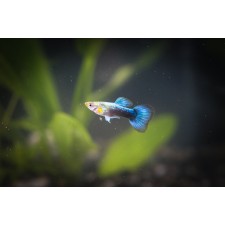 네온턱시도구피