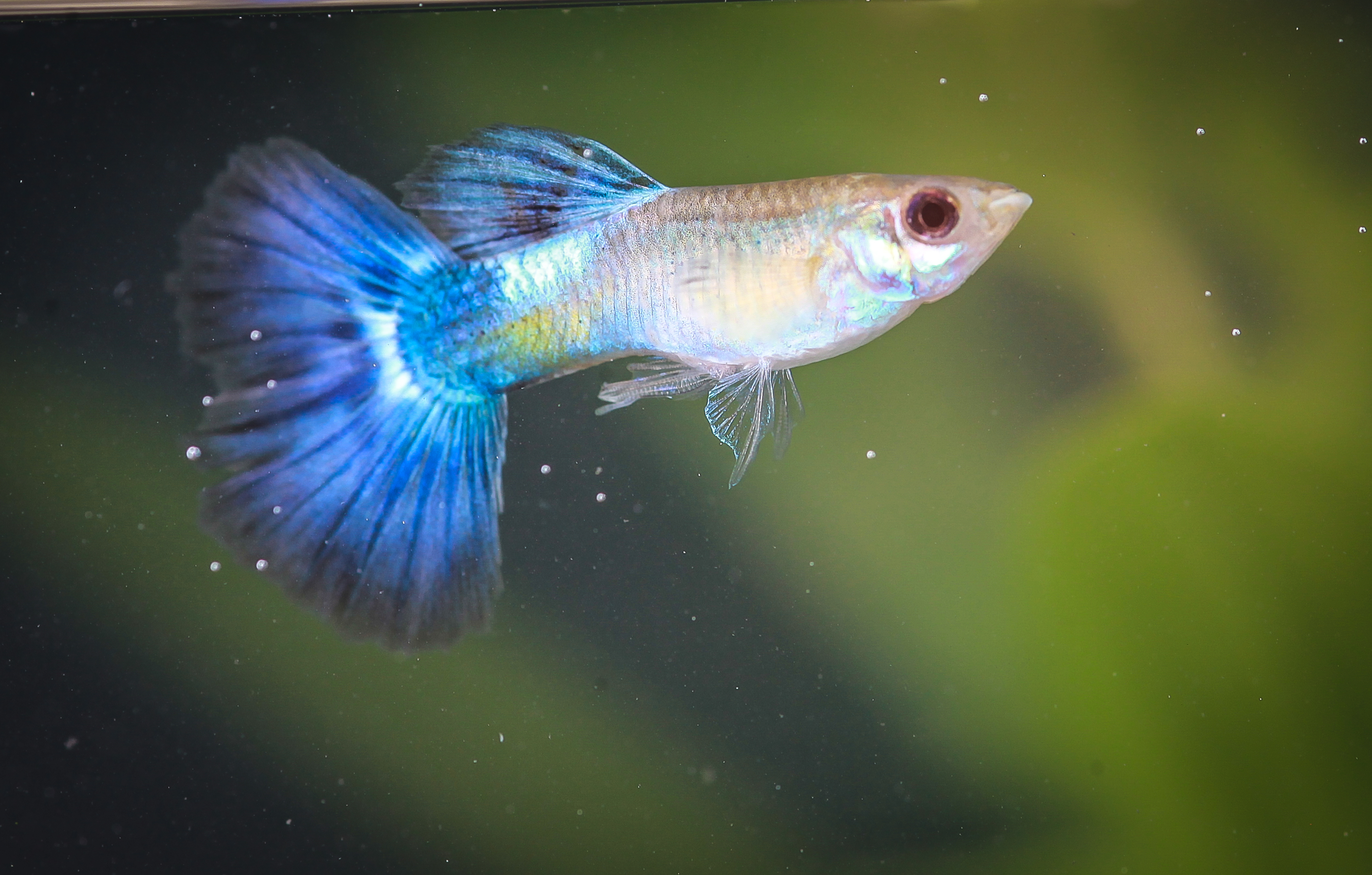 블루다이아구피