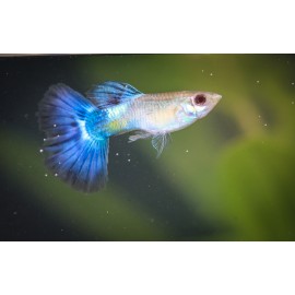 블루다이아구피