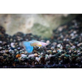 알비노네온블루구피