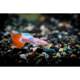 알비노파스텔레드구피