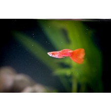 알비노풀레드구피