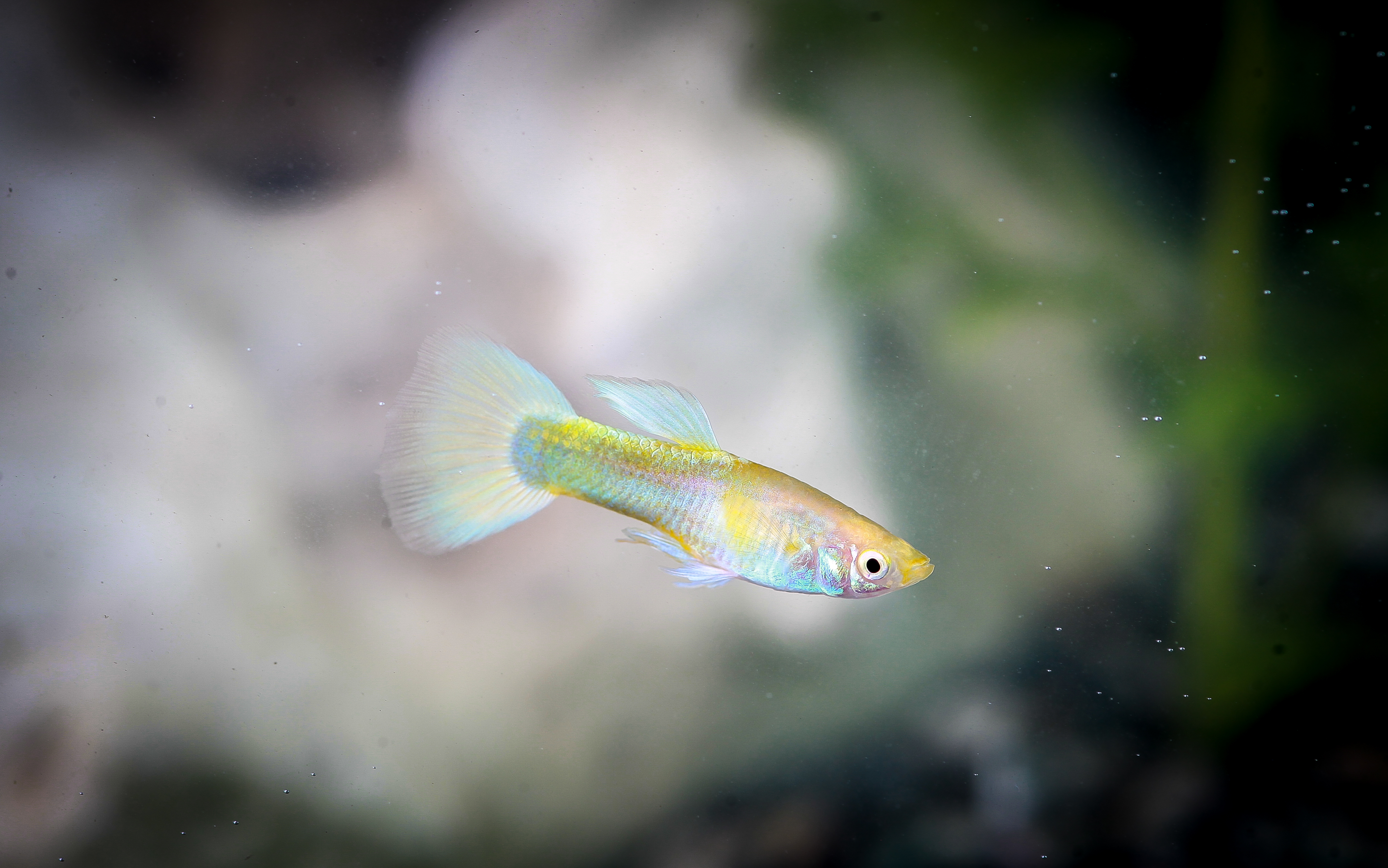 옐로우턱시도구피