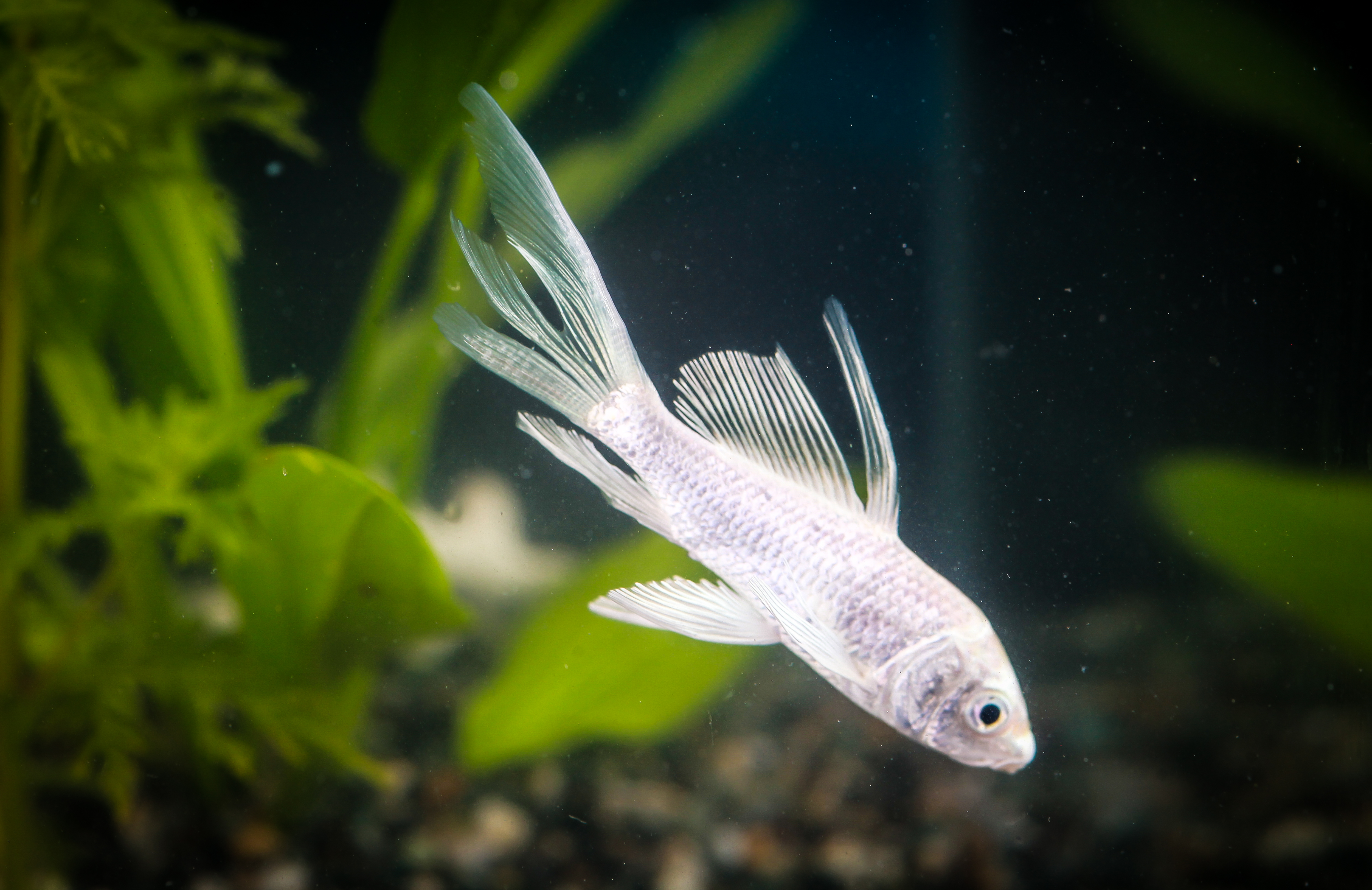 버터플라이코이 (문의상품)