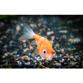 버블아이&수포안 (문의상품)