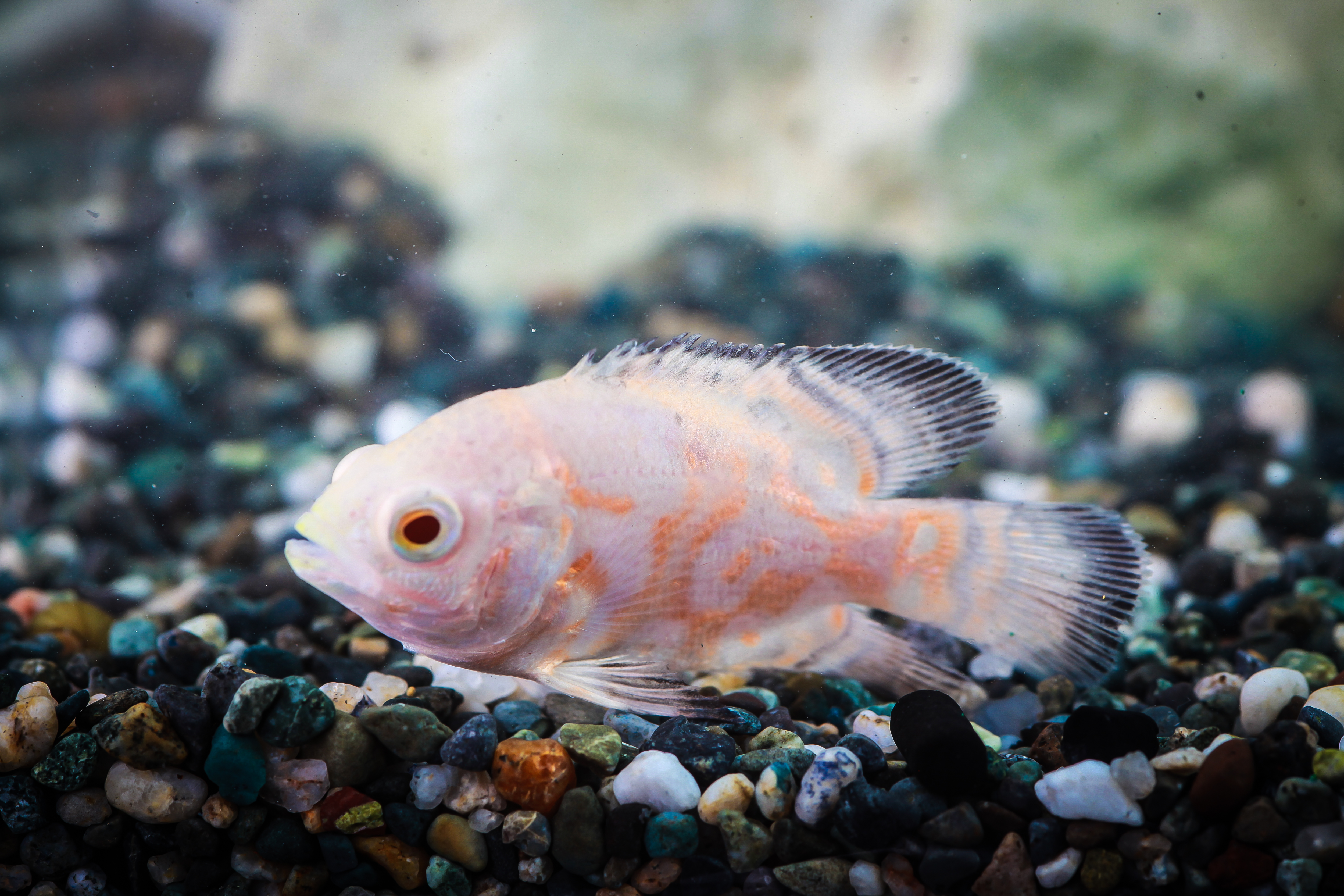 알비노오스카 6-8cm