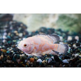 알비노오스카 6-8cm