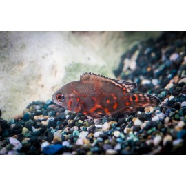 타이거오스카 6-8cm