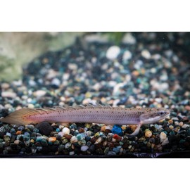 폴립세네갈 6-8cm