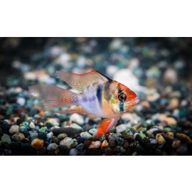 팝발룬라미레지