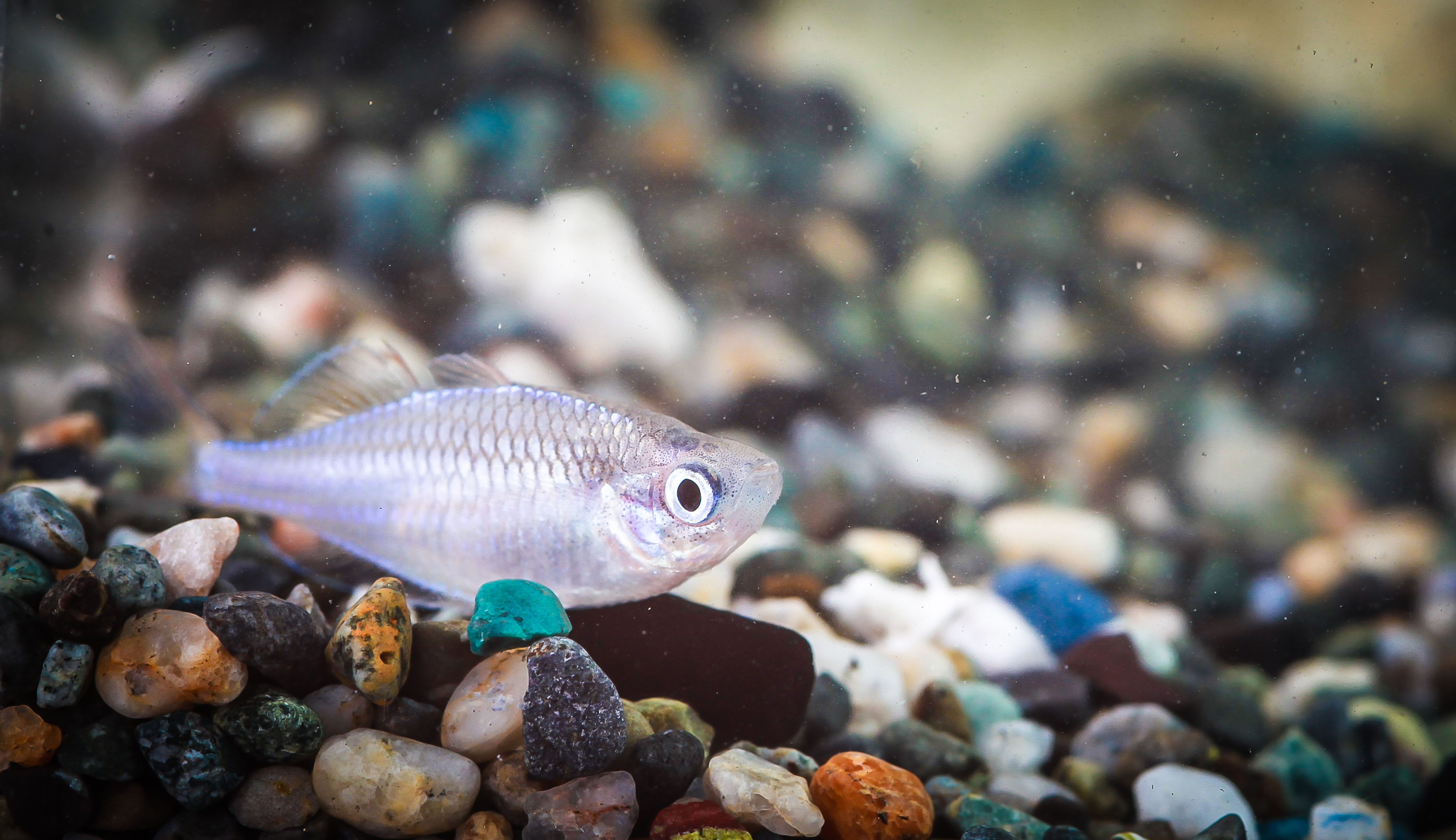 네온드워프레인보우