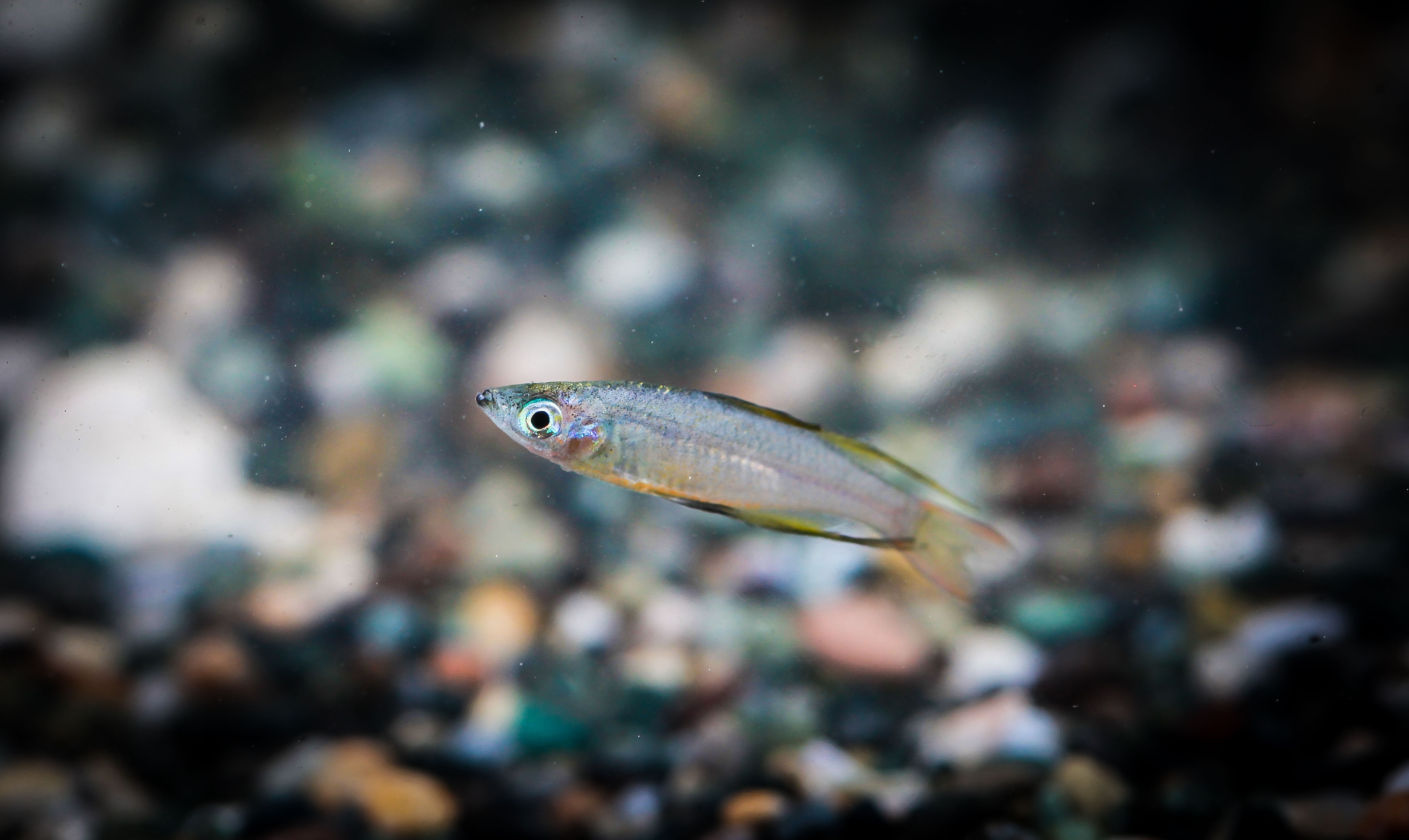 뉴기니아레인보우