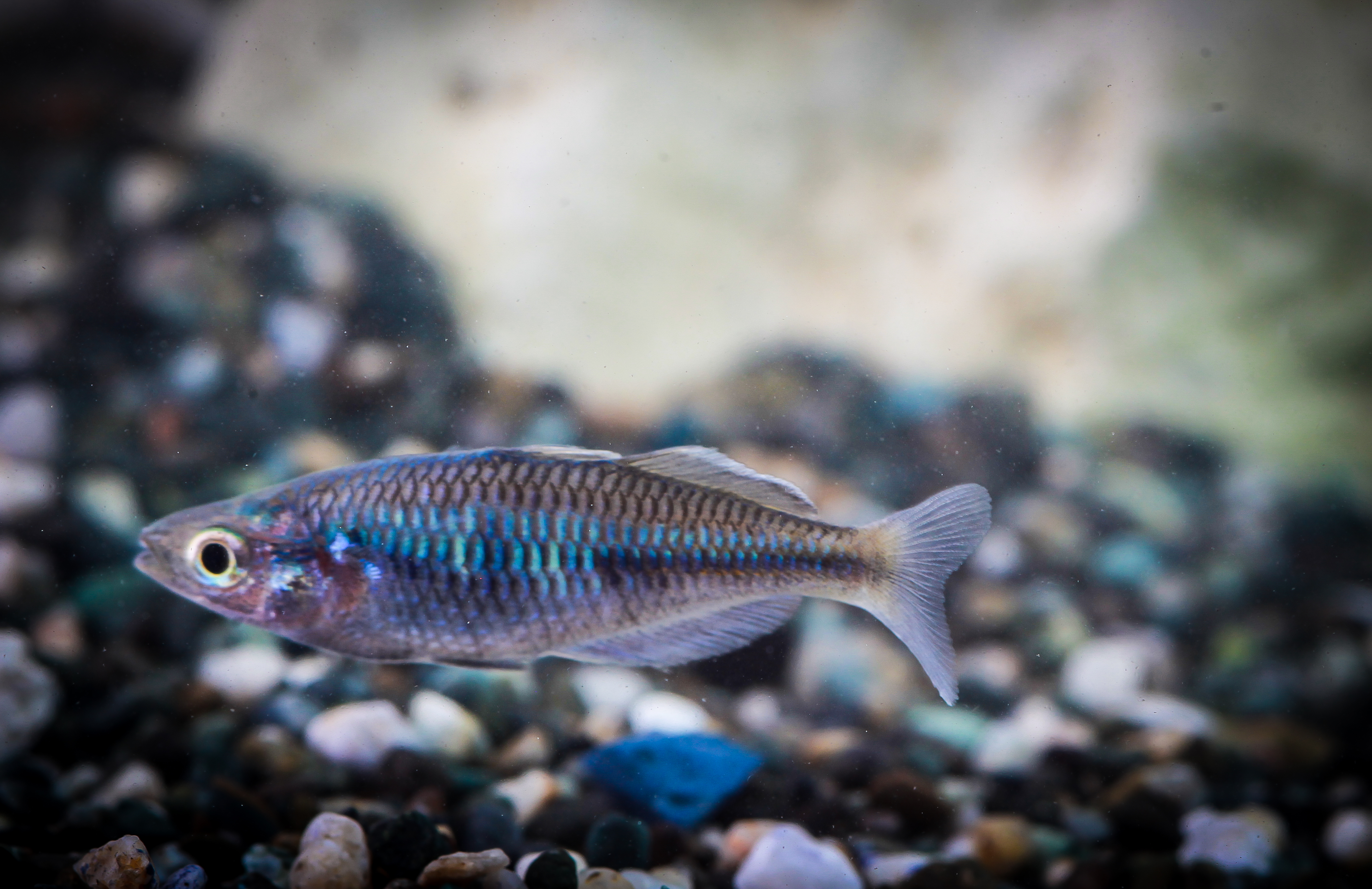 보사마니레인보우