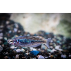 보사마니레인보우