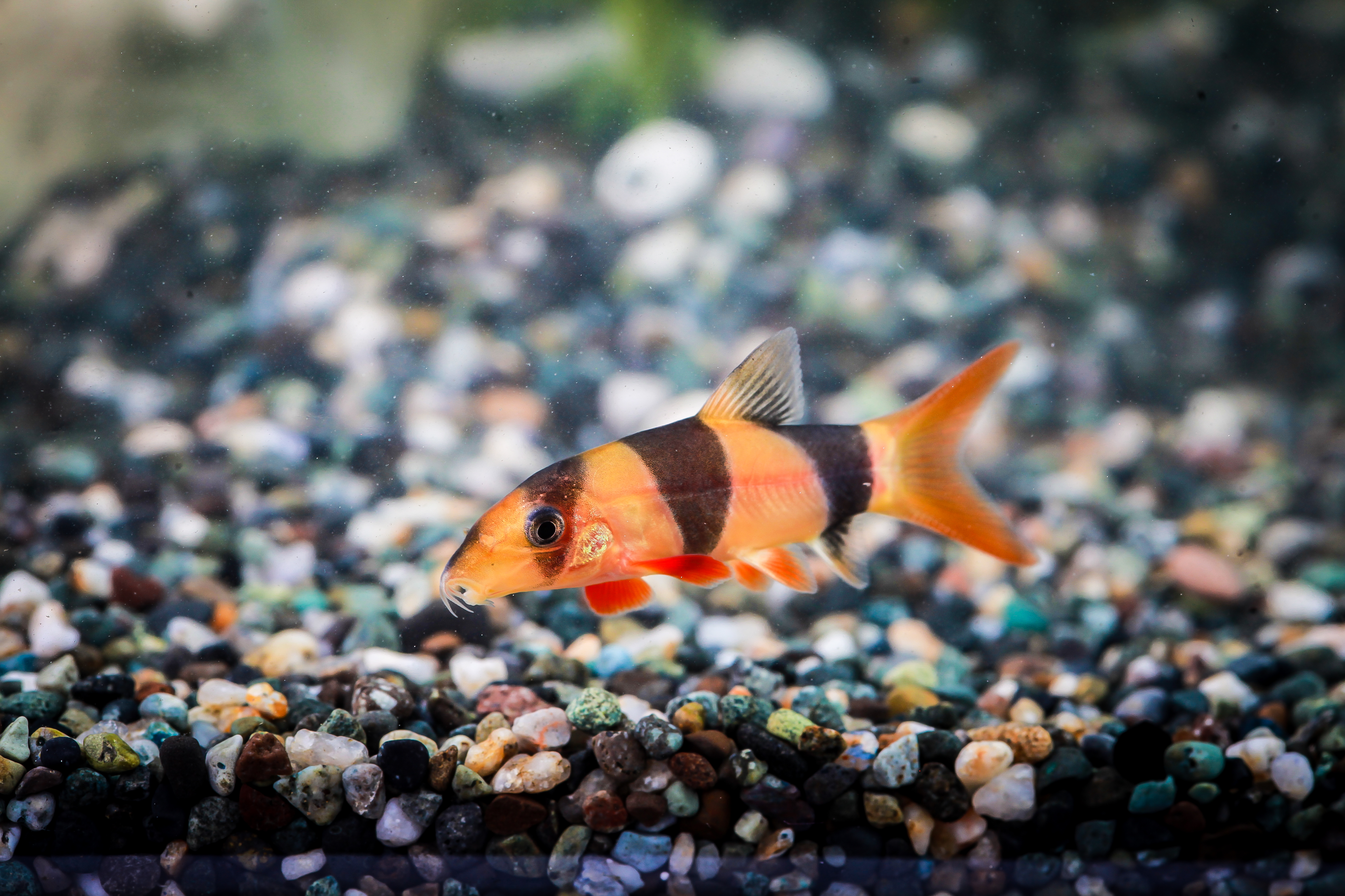 크라운로치 (문의상품)