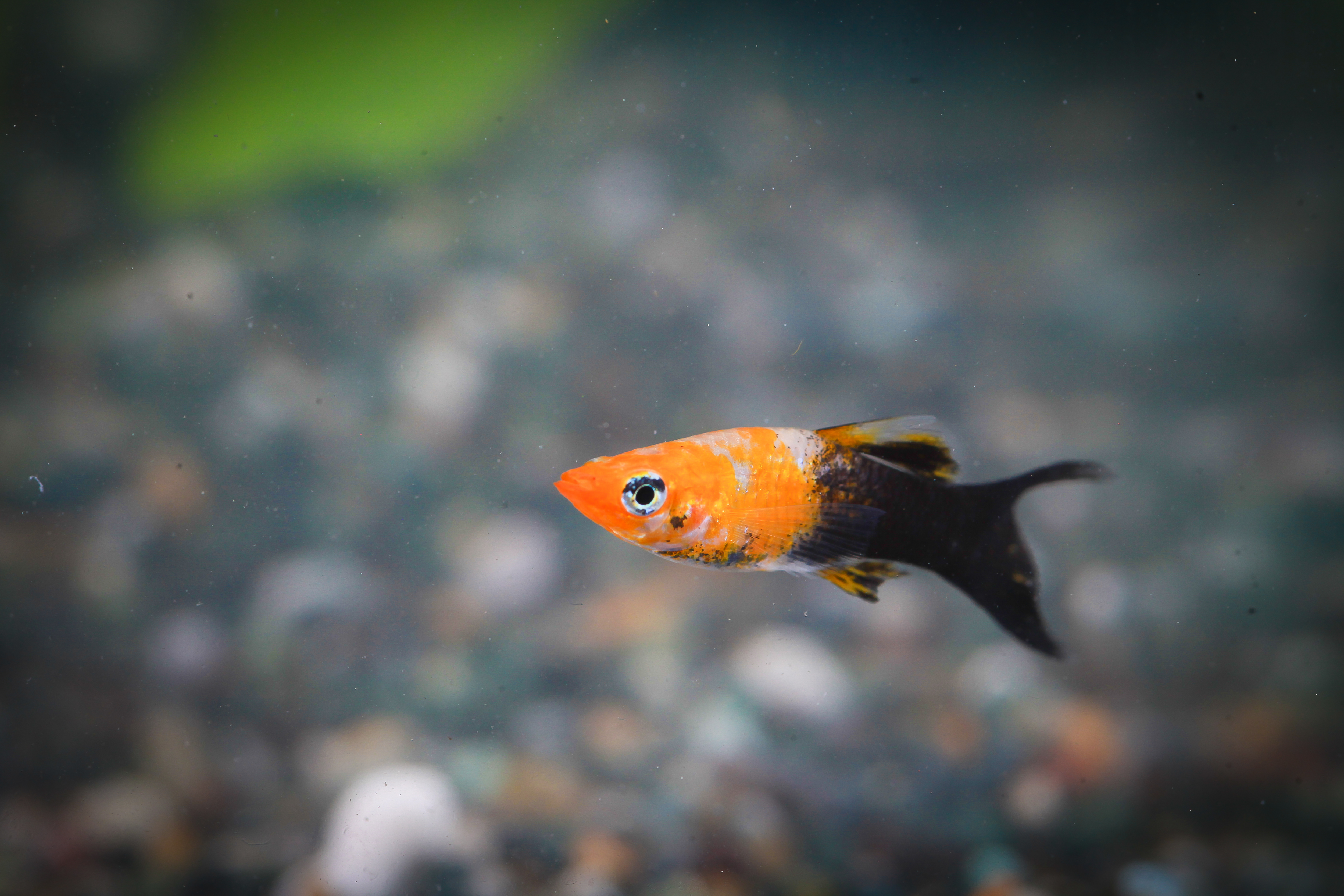 골든블랙라이어몰리