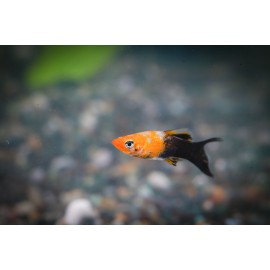 골든블랙라이어몰리