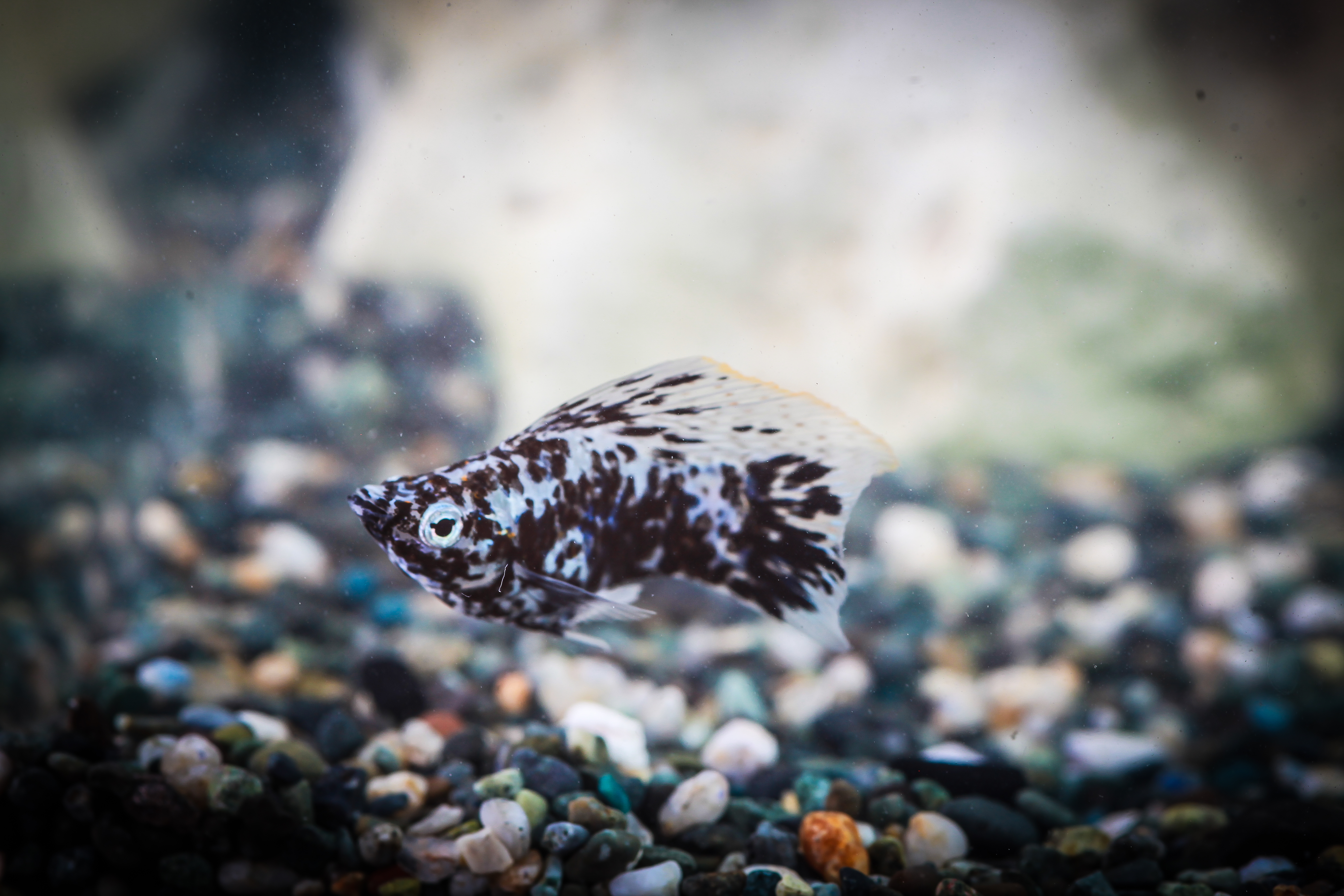 달마시안풍선몰리