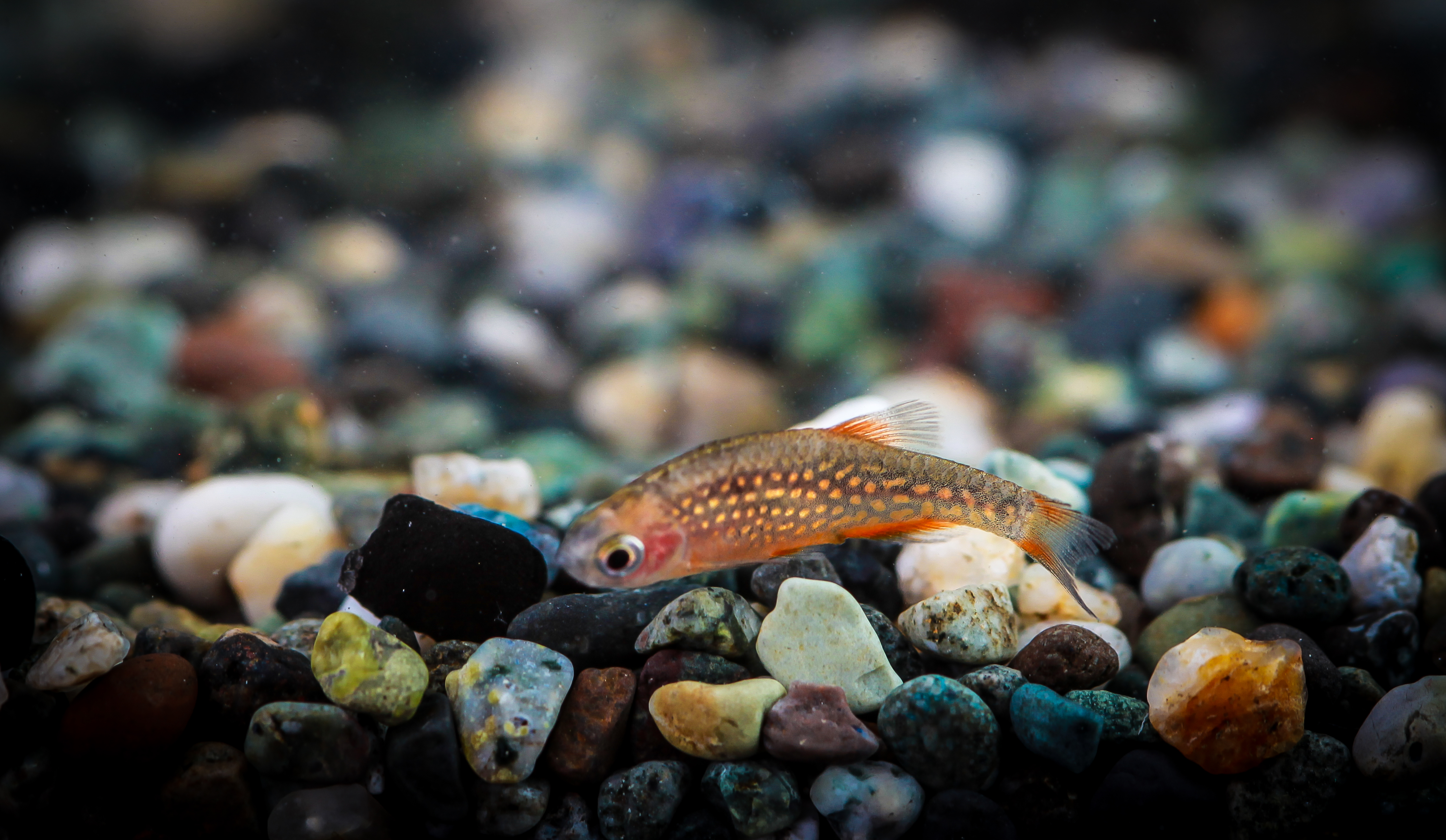 라스보라갤럭시