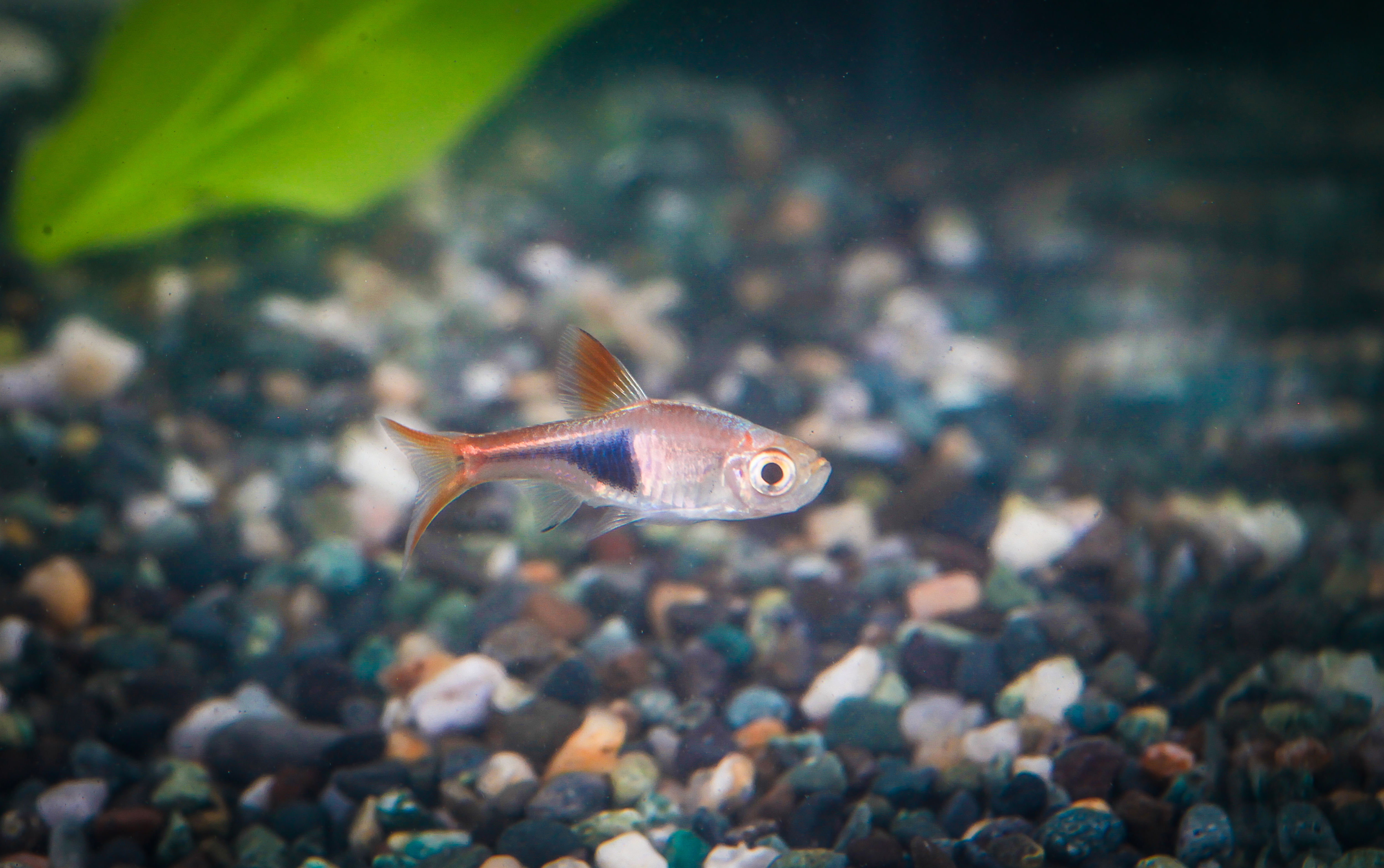 라스보라헤테로몰파