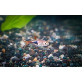 라스보라헤테로몰파