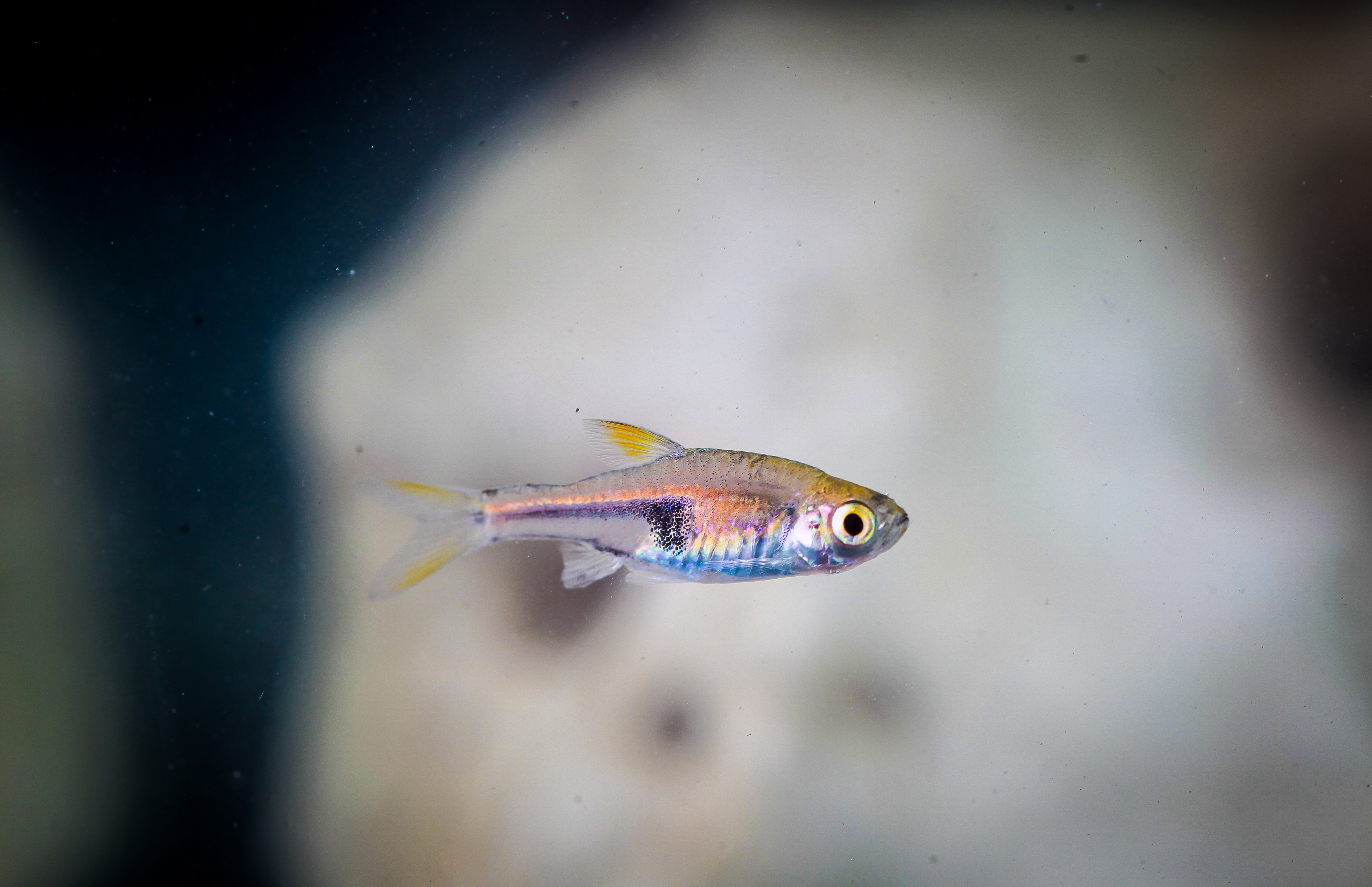 라스보라헹겔리