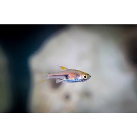 라스보라헹겔리