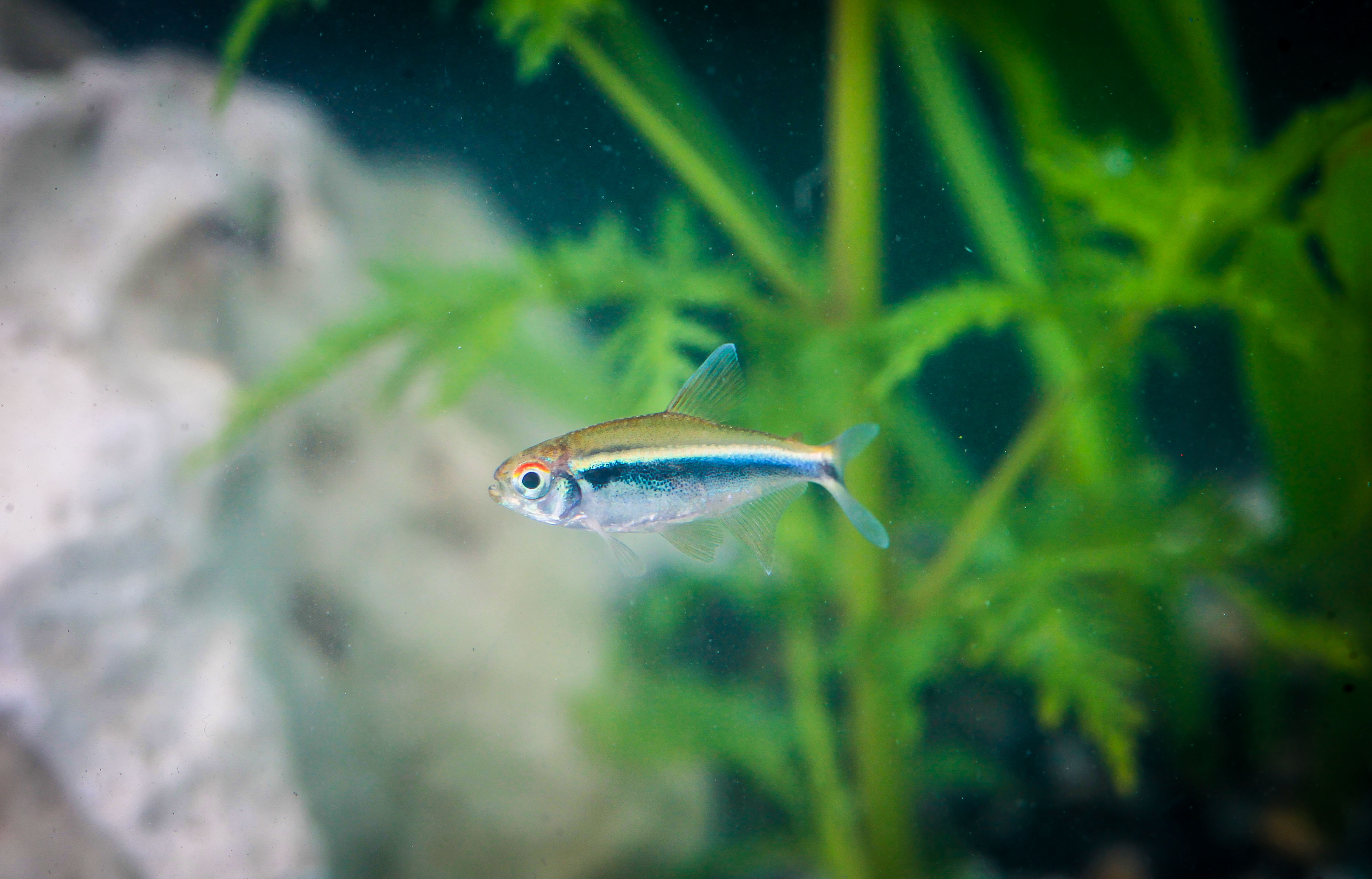 블랙네온테트라