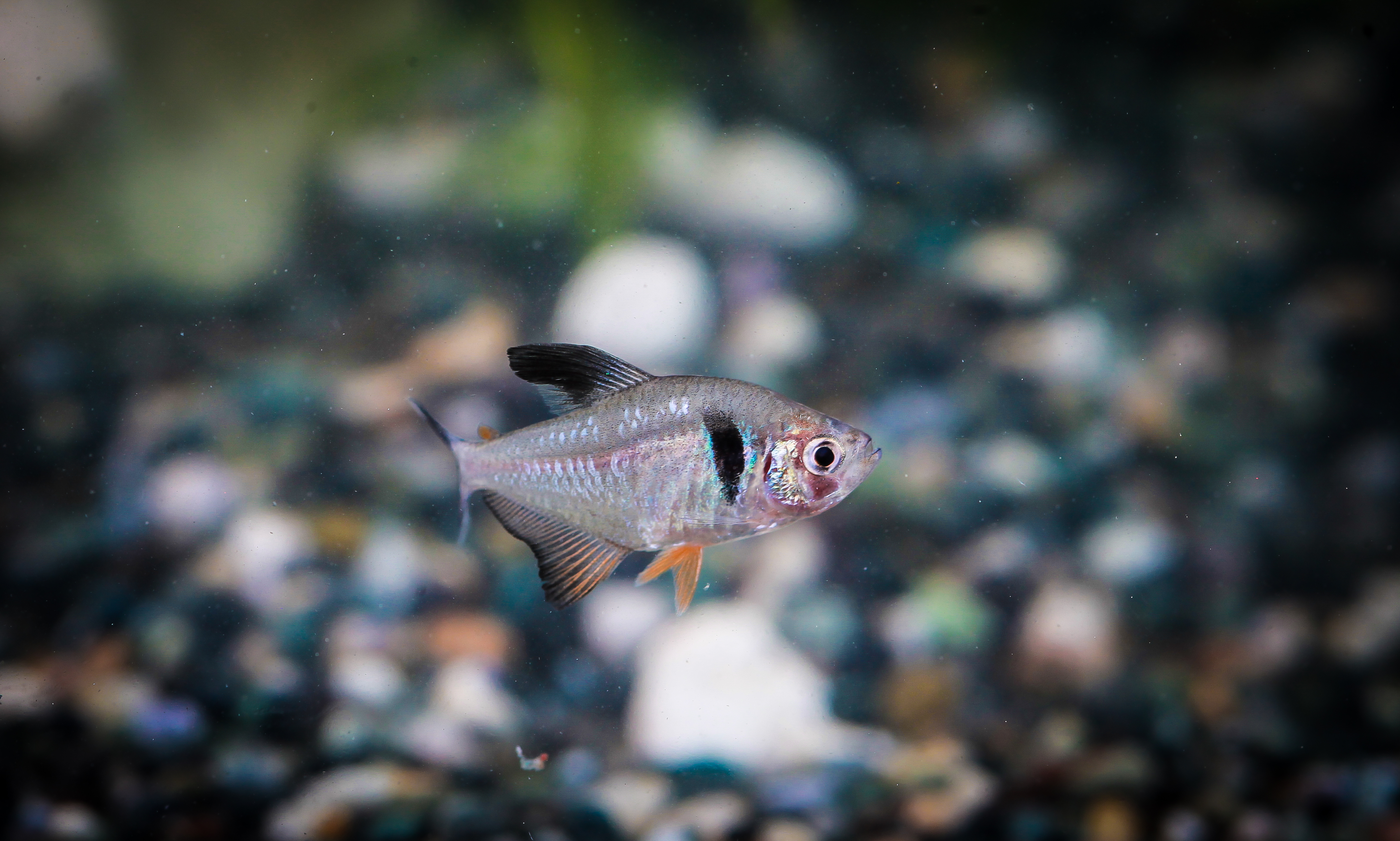 블랙팬덤테트라