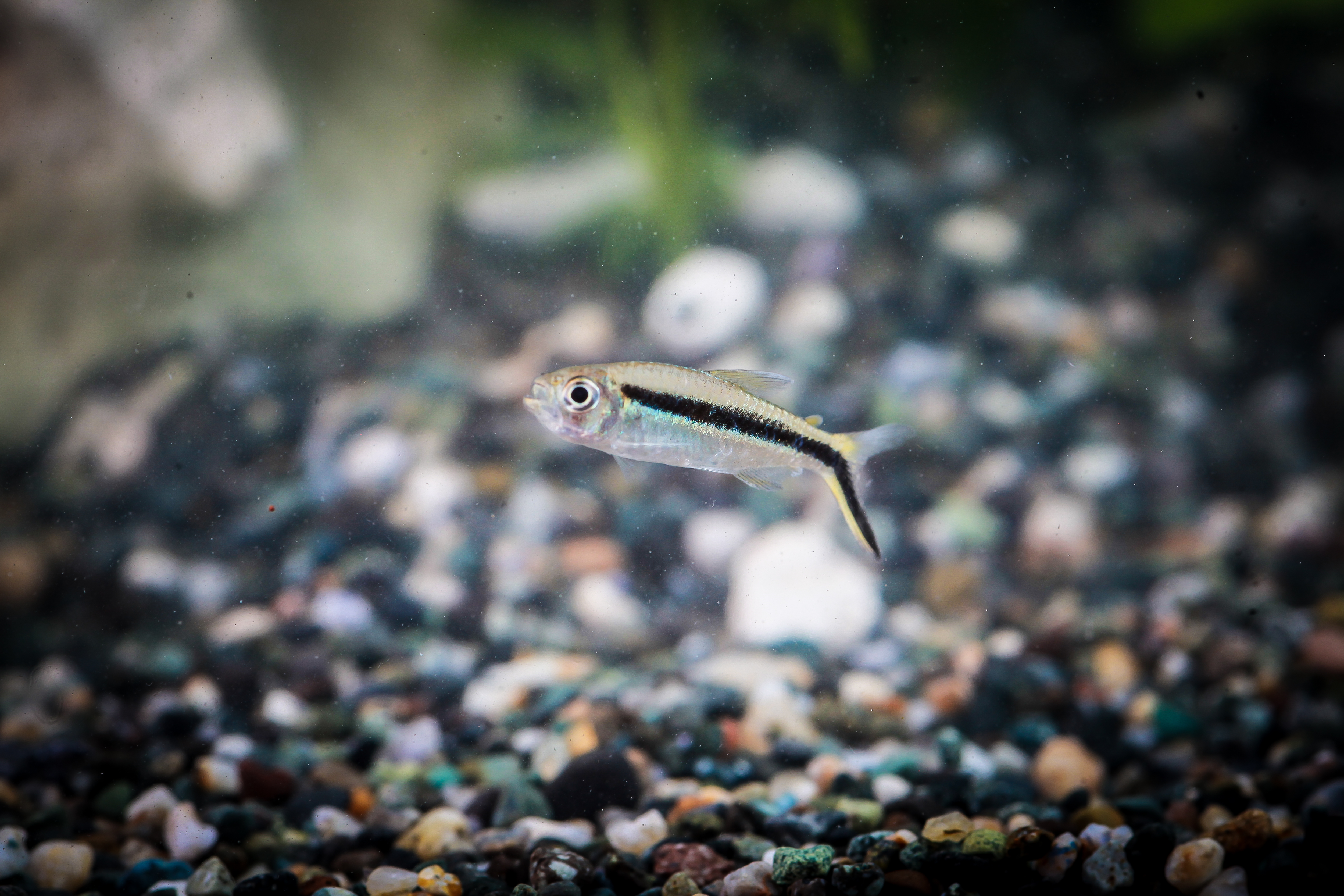 산타마리아테트라