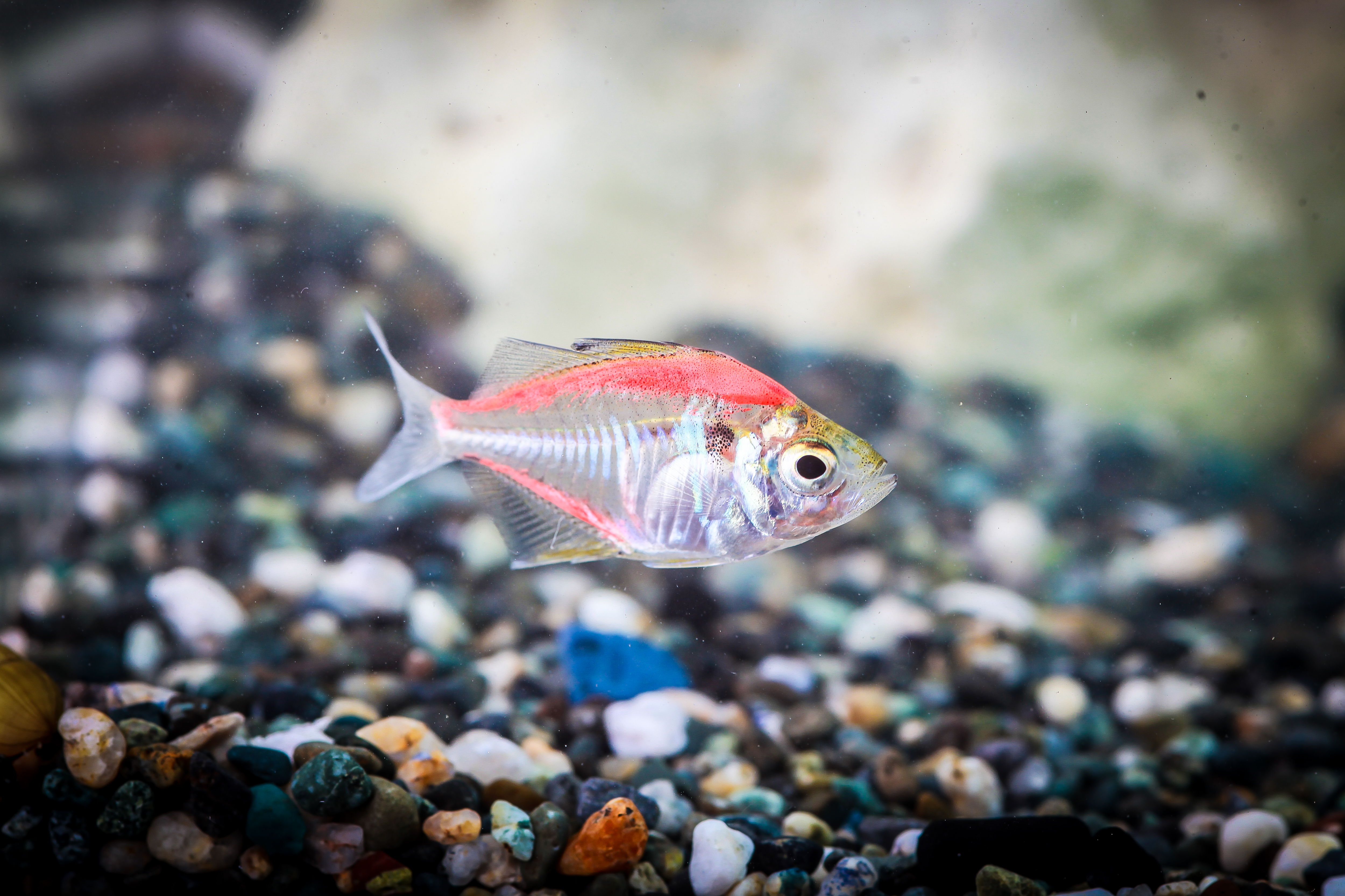 칼라글라스테트라