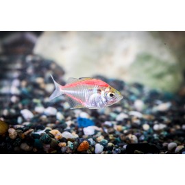 칼라글라스테트라