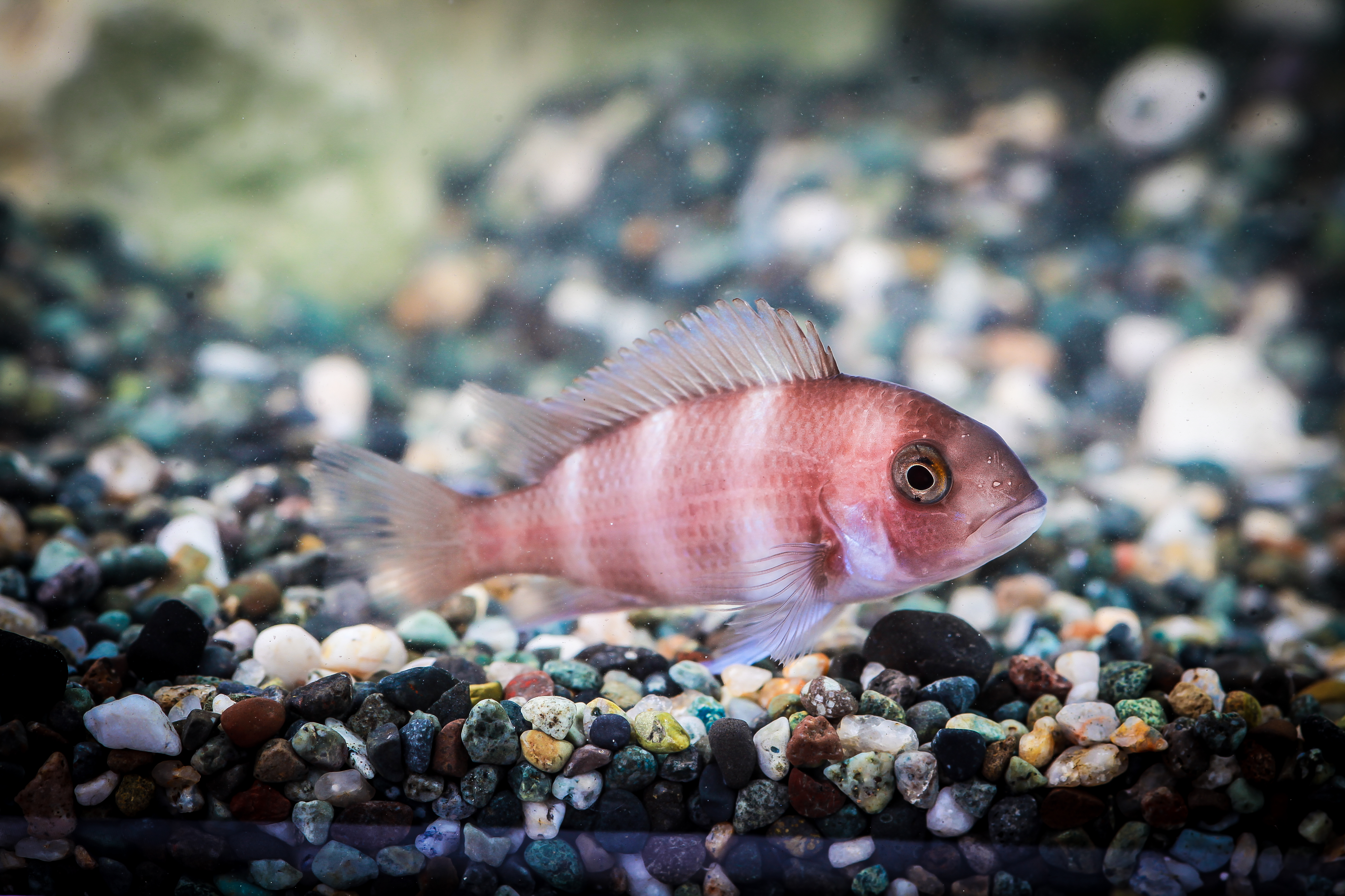 프론토샤브라운