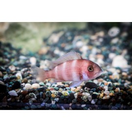 프론토샤브라운