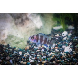 프론토샤브론디