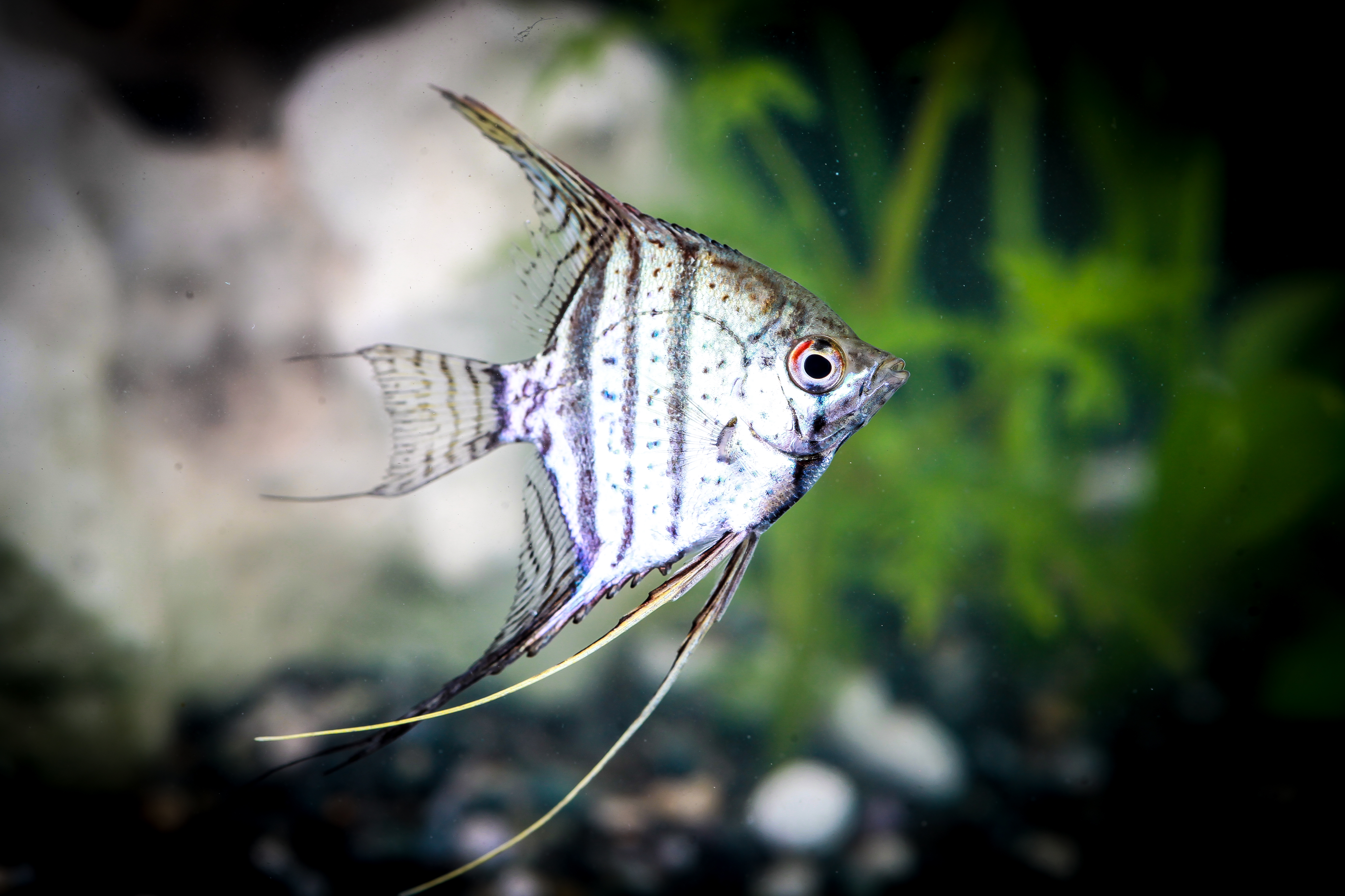 제브라레이스엔젤