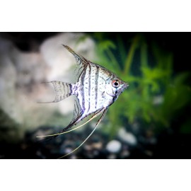 제브라레이스엔젤