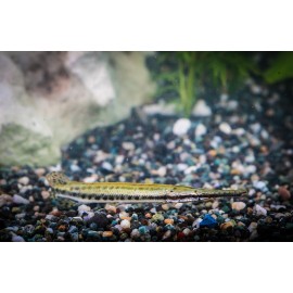 스포티드가피쉬