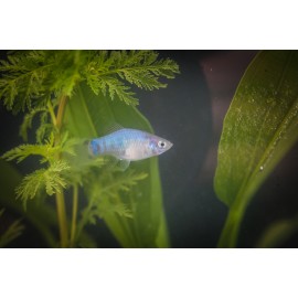 블루미키플래티