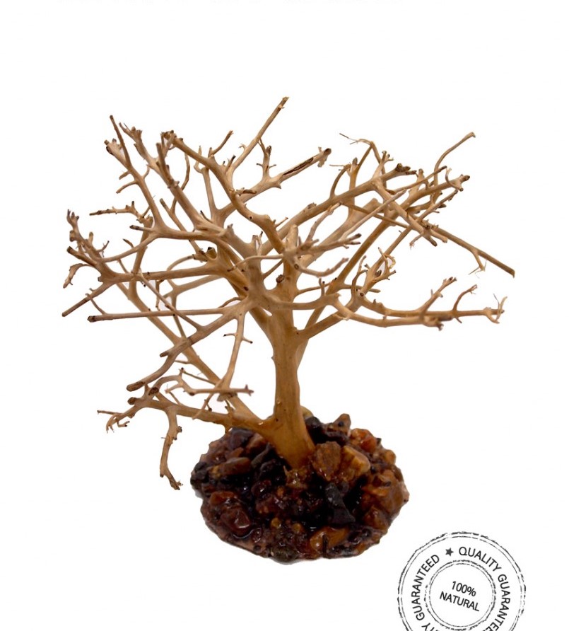 세틀가드니야유목